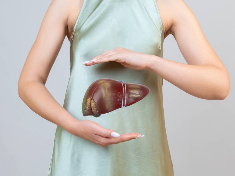 Mulher segurando modelo anatômico de fígado humano.